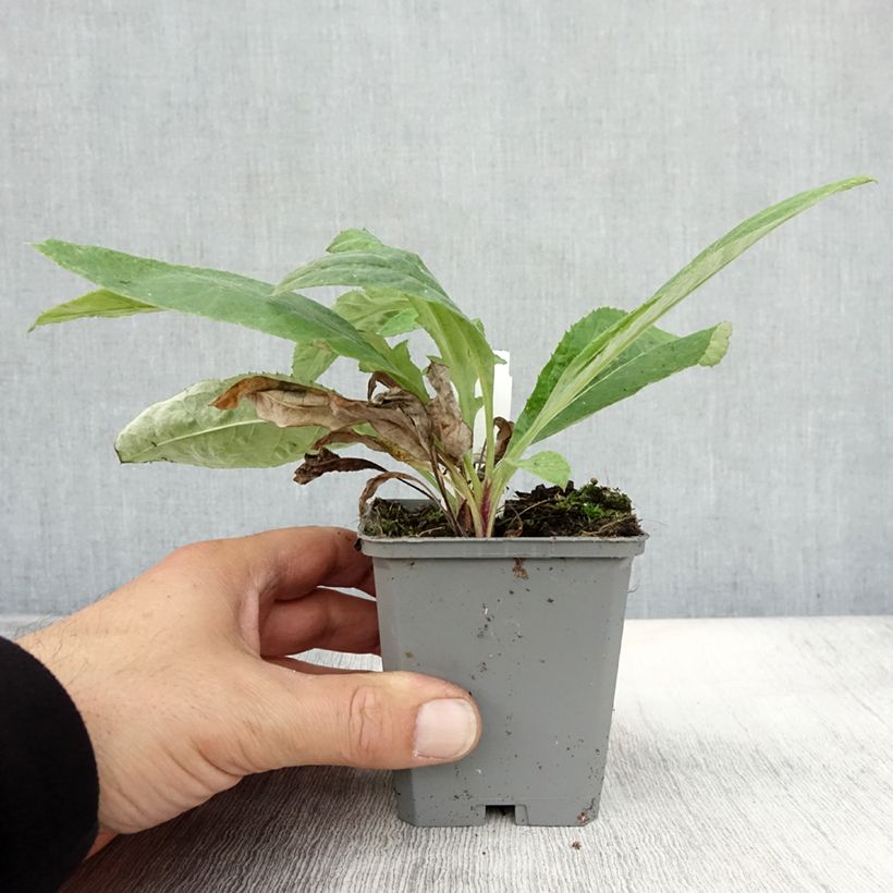 Amostra de Echinops ritro Veitch's Blue Vaso de 8/9 cm tal como entregue no outono