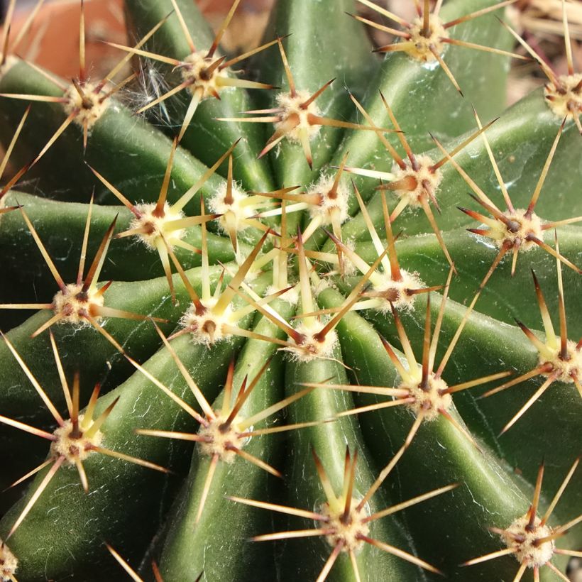 Echinopsis multiplex (Folhagem)