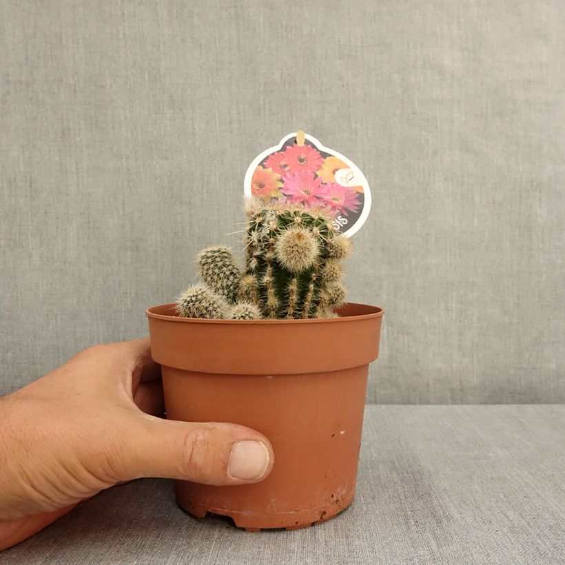 Amostra de Echinopsis multiplex Vaso de 1 L/1,5 L tal como entregue no verão