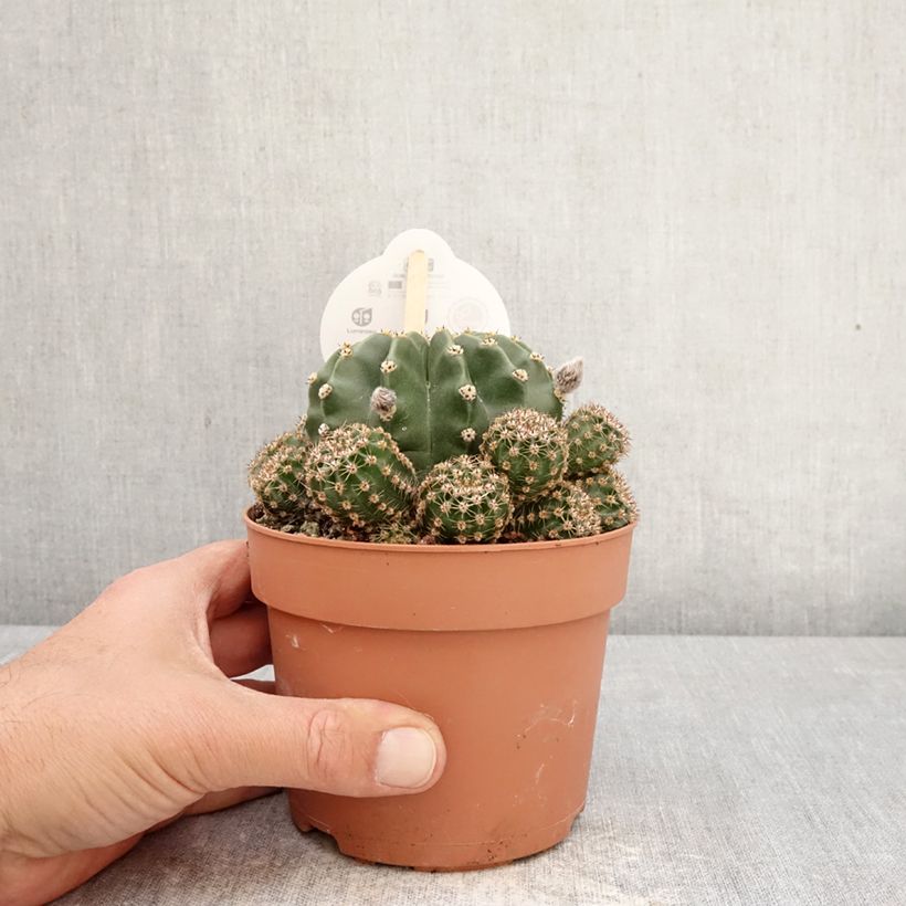 Amostra de Echinopsis multiplex Vaso de 1 L/1,5 L tal como entregue na primavera