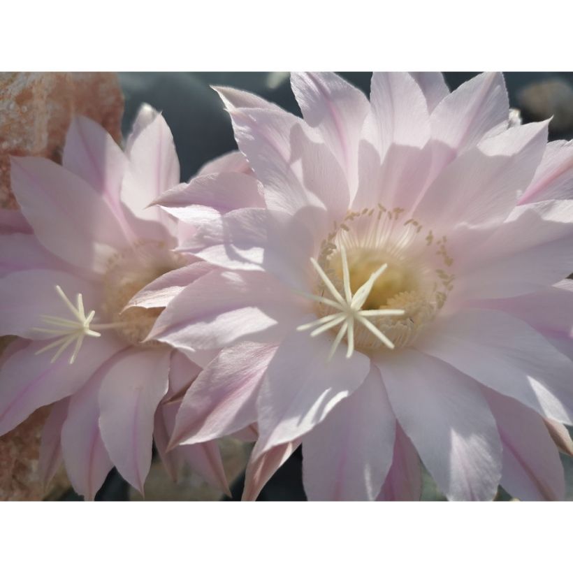 Echinopsis subdenudata (Floração)