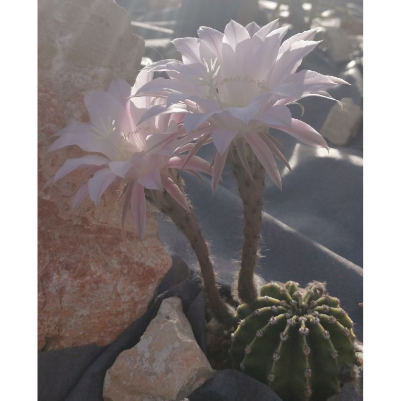 Echinopsis subdenudata (Hábito)