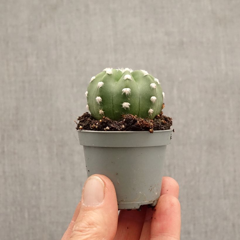 Amostra de Echinopsis subdenudata Miniplanta tal como entregue na primavera