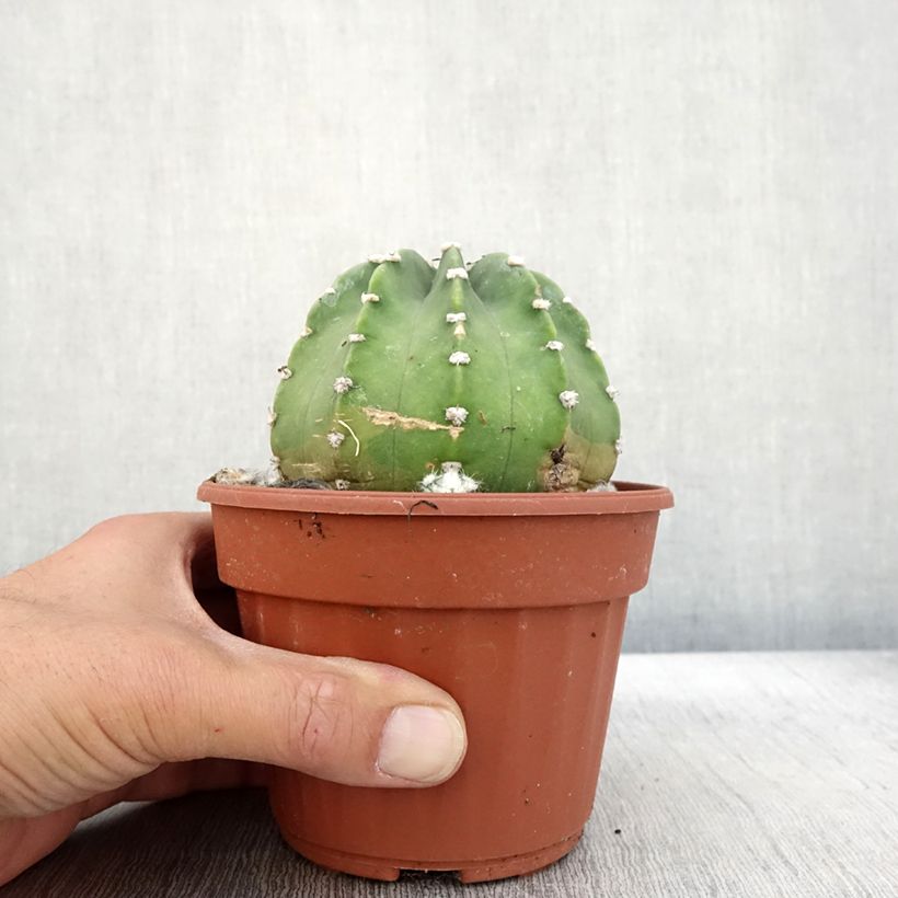 Amostra de Echinopsis subdenudata Vaso de 12 cm/13 cm tal como entregue no outono