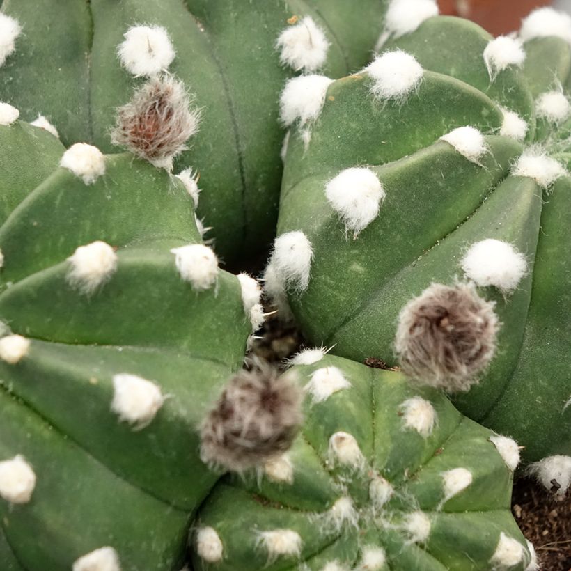 Echinopsis subdenudata (Folhagem)
