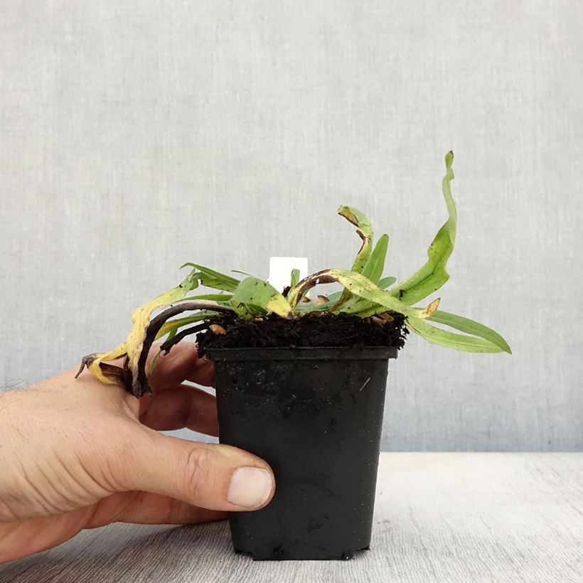 Amostra de Echium amoenum Red Feathers Vaso de 8/9 cm tal como entregue no outono