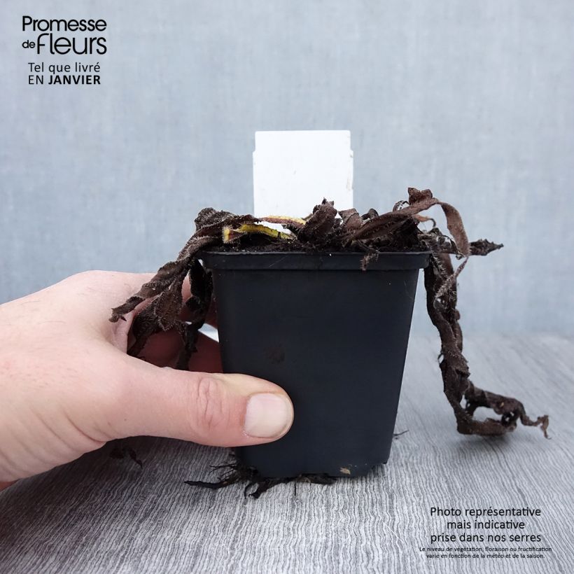 Amostra de Echium amoenum Red Feathers - Vipérine rouge Vaso de 8/9 cm tal como entregue no inverno