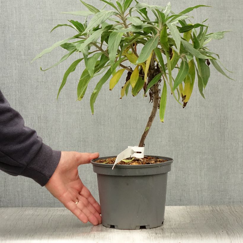 Amostra de Echium candicans Vaso de 3 L/4 L tal como entregue no verão