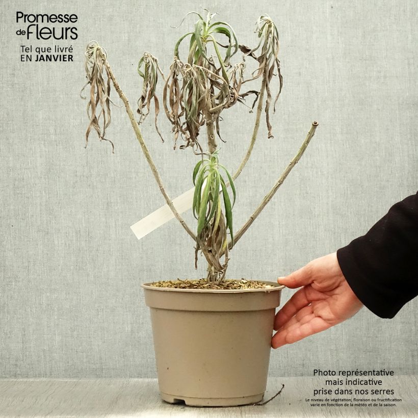 Amostra de Echium fastuosum (candicans) - Vipérine de Madère Vaso de 3 L/4 L tal como entregue no inverno