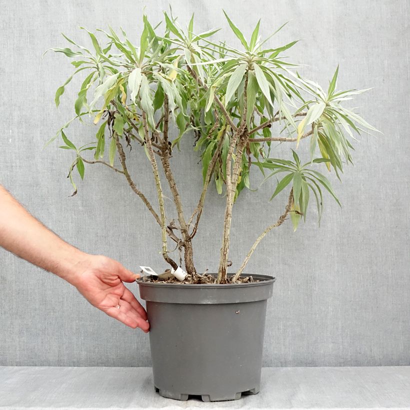 Amostra de Echium candicans Vaso de 7,5 L/10 L tal como entregue no verão