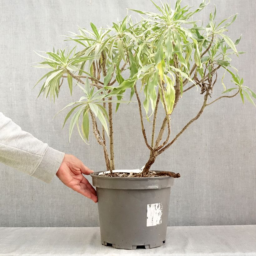 Amostra de Echium candicans Vaso de 7,5 L/10 L tal como entregue no outono
