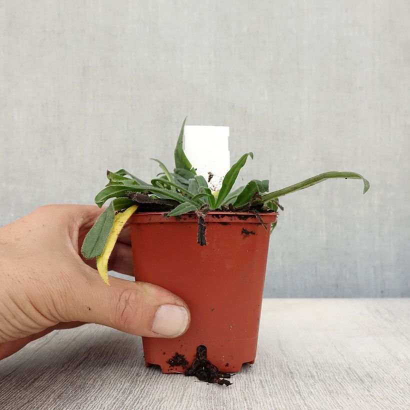 Amostra de Echium russicum Vaso de 8/9 cm tal como entregue no outono