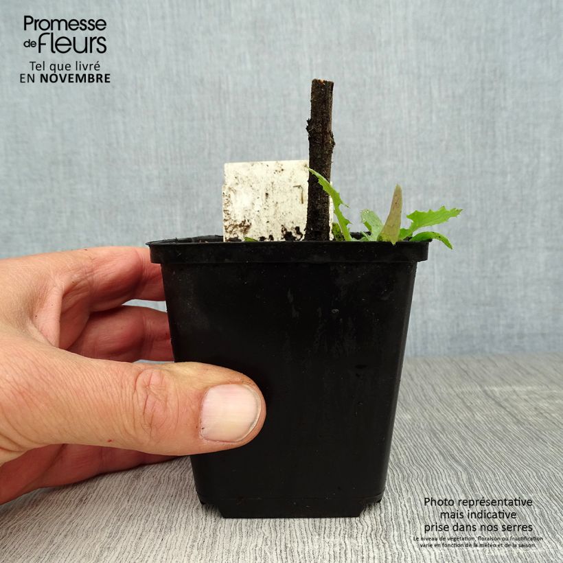 Amostra de Echium vulgare Vaso de 8/9 cm tal como entregue no outono
