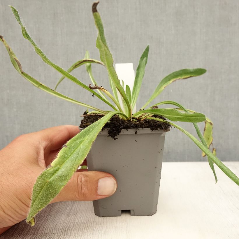 Amostra de Echium vulgare Vaso de 8/9 cm tal como entregue no verão