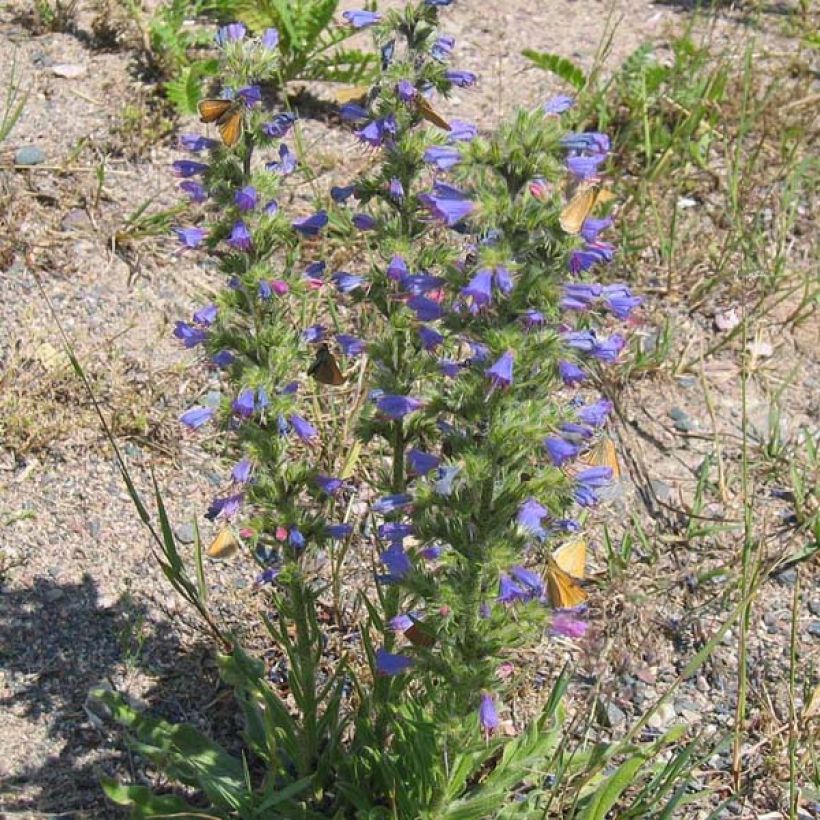 Echium vulgare (Hábito)