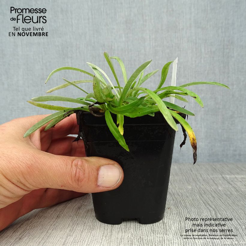 Amostra de Leontopodium alpinum Vaso de 8/9 cm tal como entregue no outono