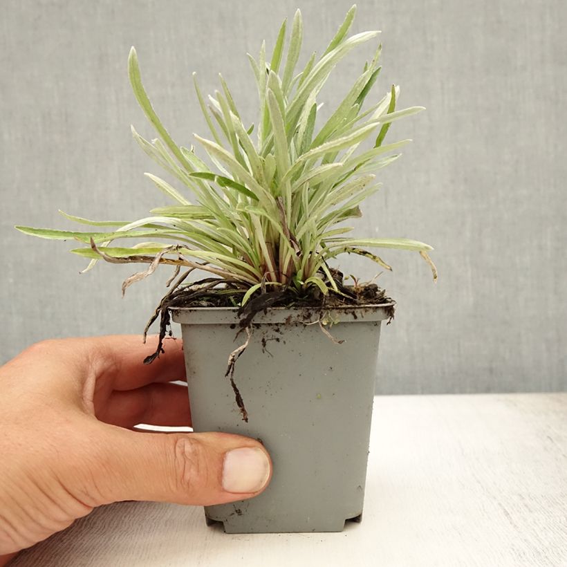 Amostra de Leontopodium alpinum Vaso de 8/9 cm tal como entregue no verão