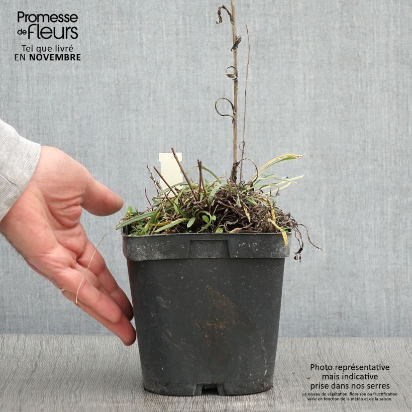 Amostra de Leontopodium alpinum Vaso de 2 L/3 L tal como entregue no outono