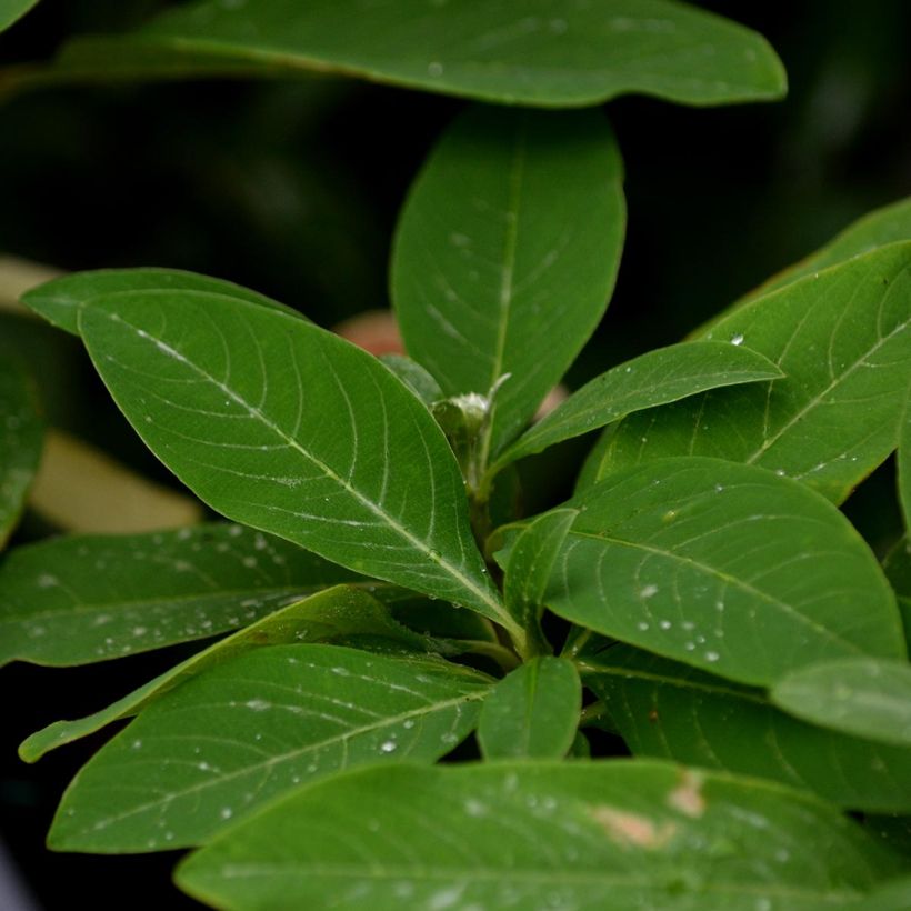 Edgeworthia chrysantha Red Dragon Akebono (Folhagem)