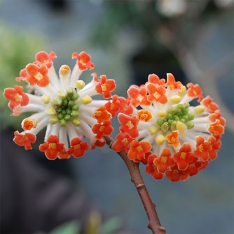 Edgeworthia chrysantha Red Dragon Akebono (Floração)