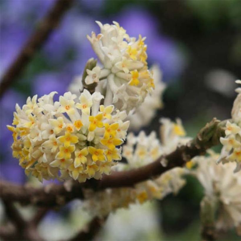 Edgeworthia chrysantha (Floração)