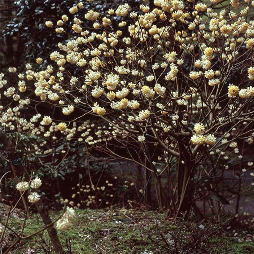 Edgeworthia chrysantha (Hábito)