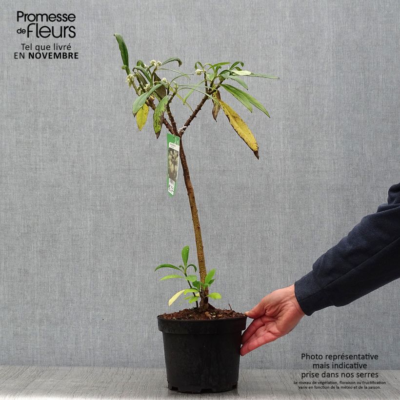 Amostra de Edgeworthia chrysantha Vaso de 3 L/4 L tal como entregue no outono