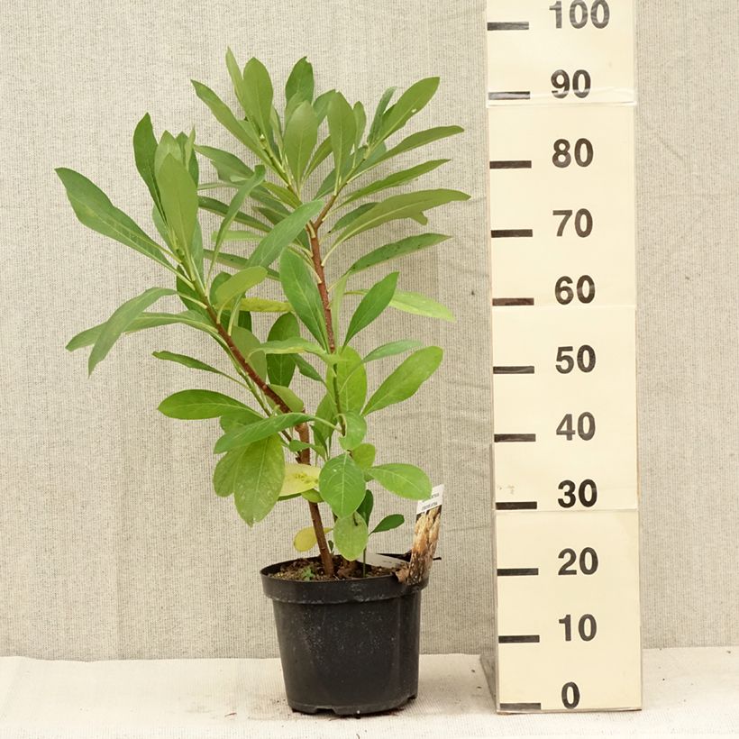 Amostra de Edgeworthia chrysantha Vaso de 3 L/4 L tal como entregue no verão