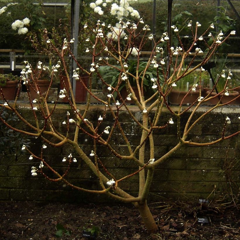 Edgeworthia chrysantha Grandiflora (Hábito)