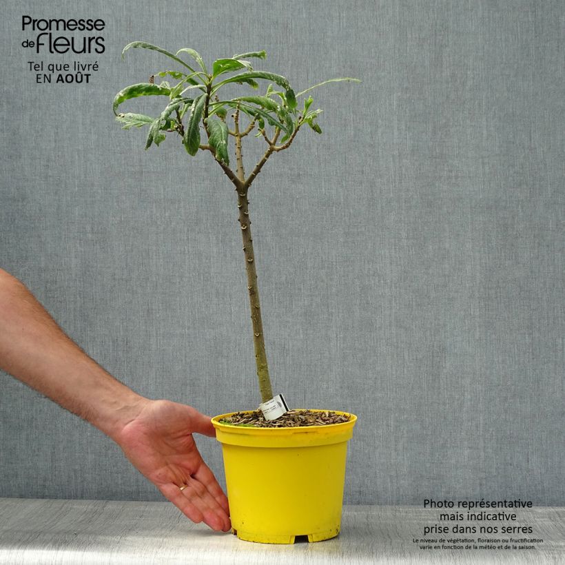 Amostra de Edgeworthia chrysantha Nanjing Gold Vaso de 2 L/3 L tal como entregue no verão