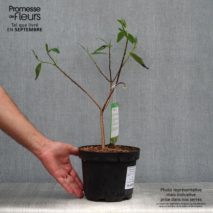 Amostra de Edgeworthia chrysantha Red Dragon Akebono Vaso de 3 L/4 L tal como entregue no outono