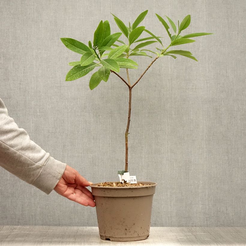 Amostra de Edgeworthia chrysantha Red Dragon Akebono Vaso de 3 L/4 L tal como entregue no verão