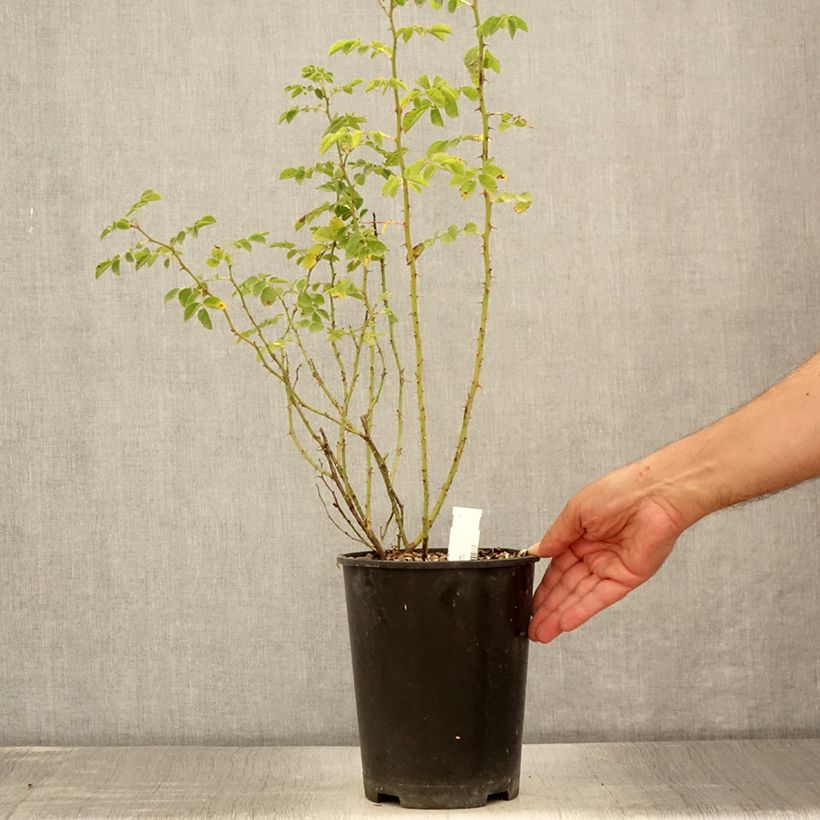 Amostra de Eglantier odorant - Rosa rubiginosa Vaso de 2 L/3 L tal como entregue no verão