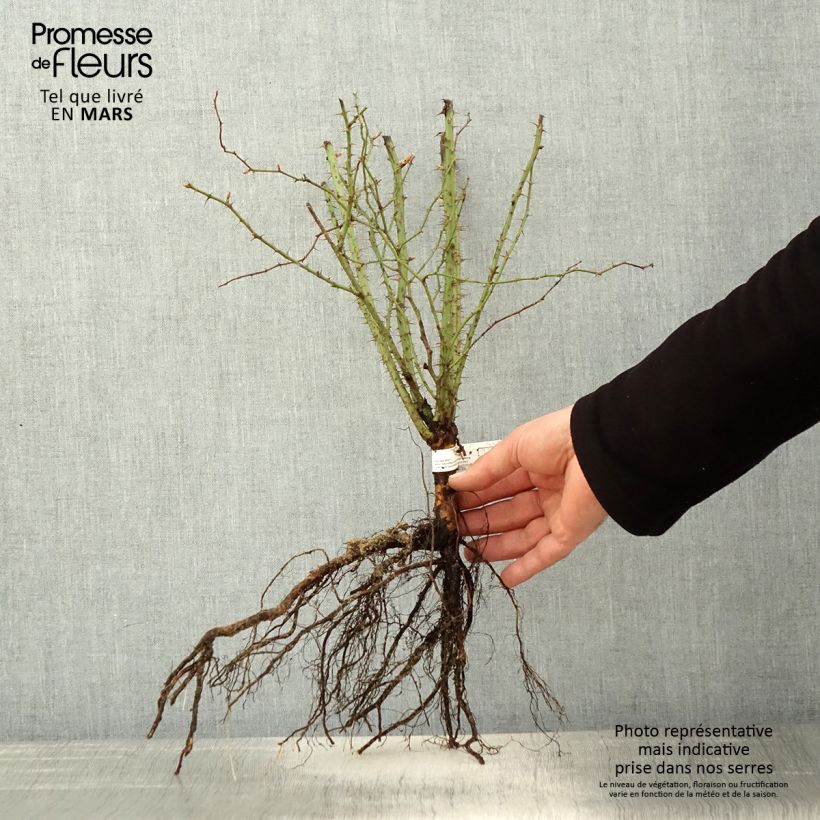 Amostra de Rosa rubiginosa - Rosa mosqueta Raízes nuas tal como entregue na primavera