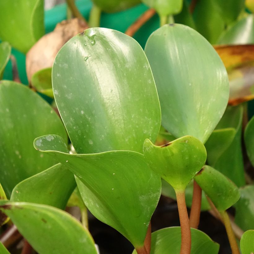 Eichhornia azurea (Folhagem)