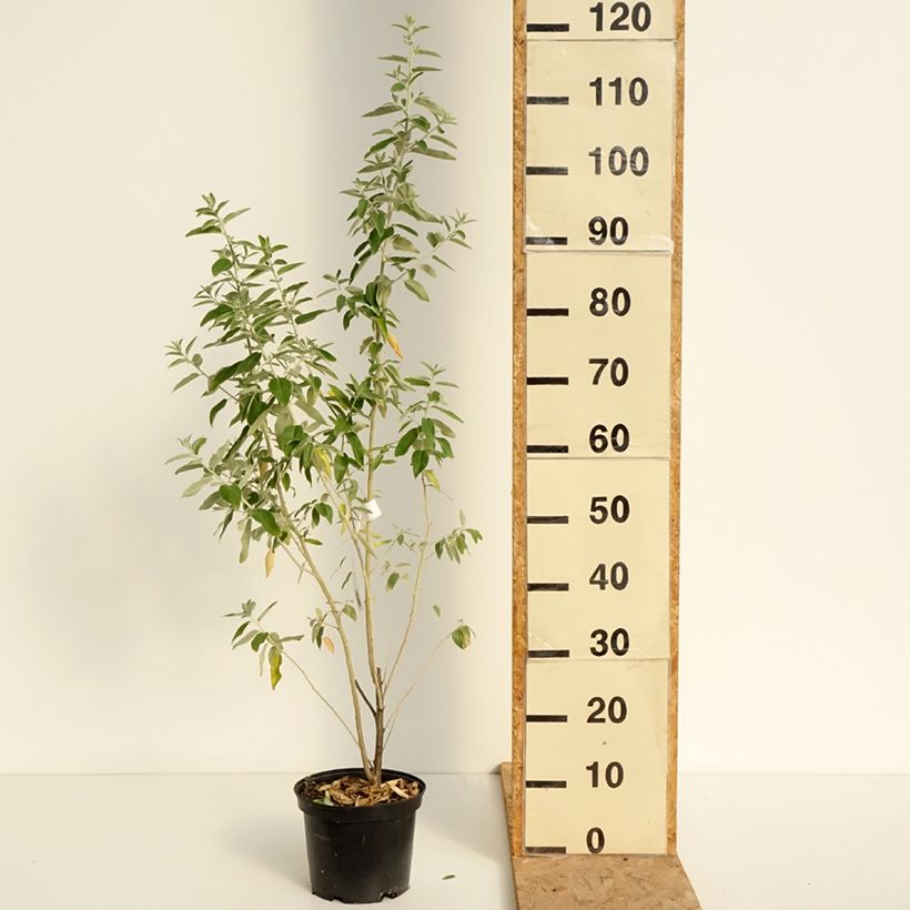 Amostra de Oliveira-da-Rússia Vaso de 2 L/3 L tal como entregue no verão