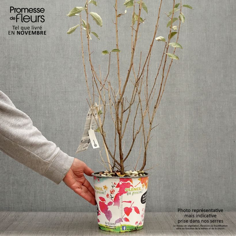 Amostra de Elaeagnus commutata Zempin Vaso de 4 L/5 L tal como entregue no outono