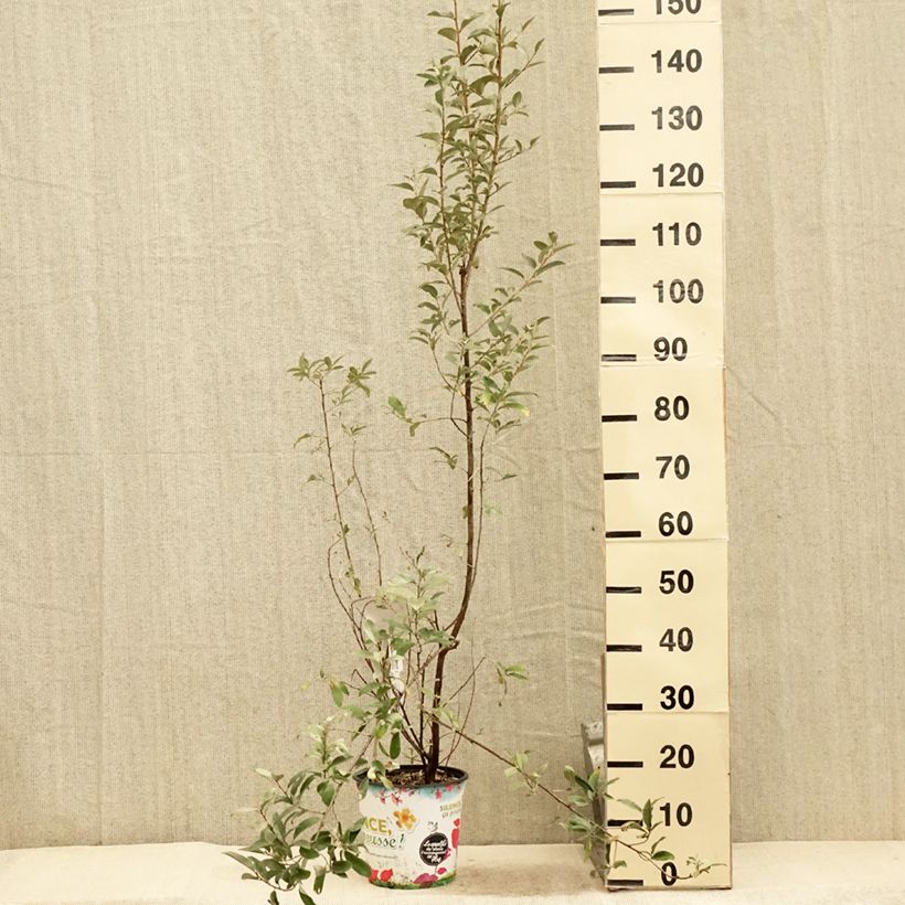 Amostra de Elaeagnus commutata Zempin Vaso de 4 L/5 L tal como entregue no verão