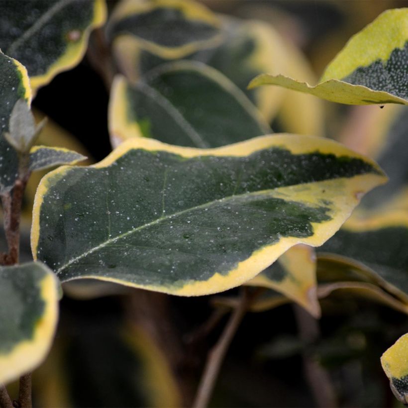 Elaeagnus ebbingei Gilt Edge (Folhagem)