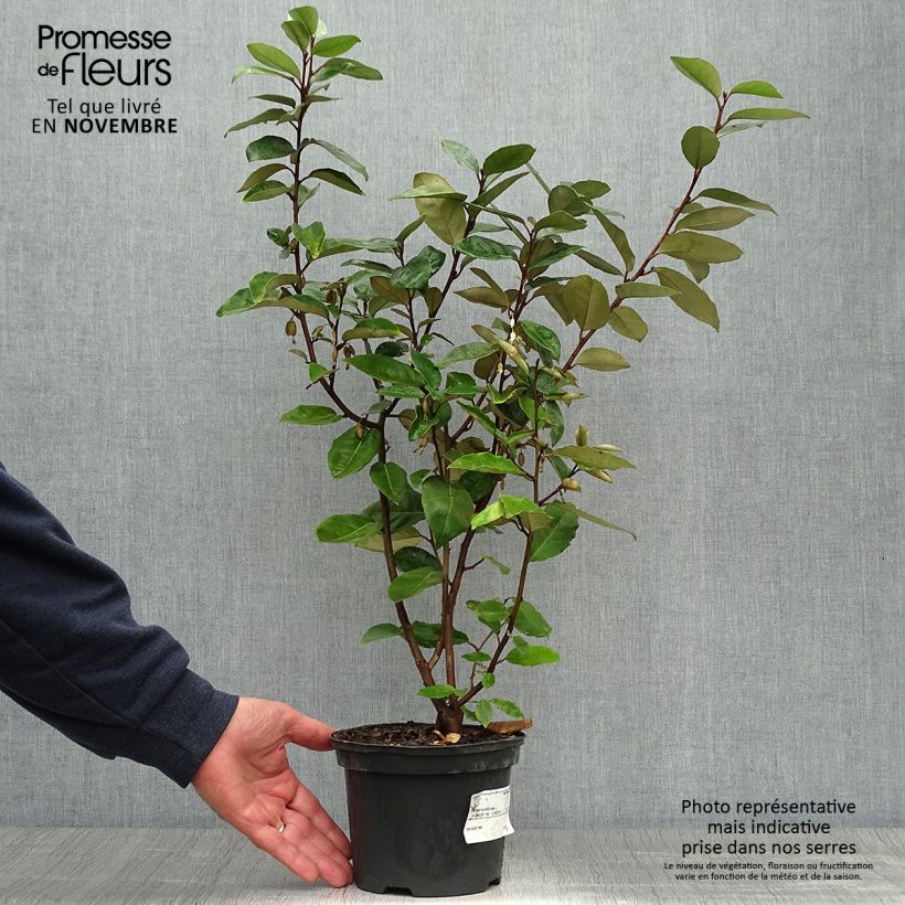 Amostra de Elaeagnus ebbingei Vaso de 2 L/3 L tal como entregue no outono