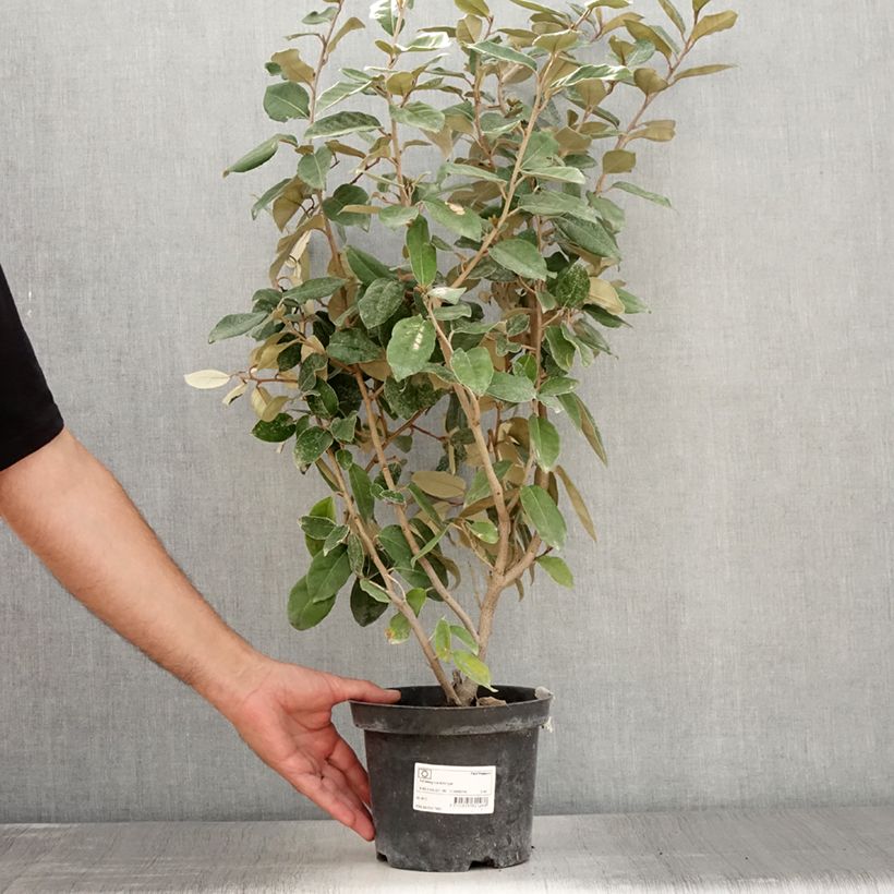 Amostra de Elaeagnus ebbingei Vaso de 2 L/3 L tal como entregue no verão