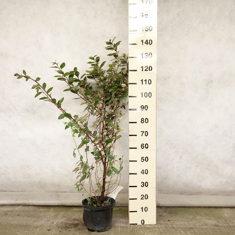 Amostra de Elaeagnus ebbingei Vaso de 7,5 L/10 L tal como entregue no verão