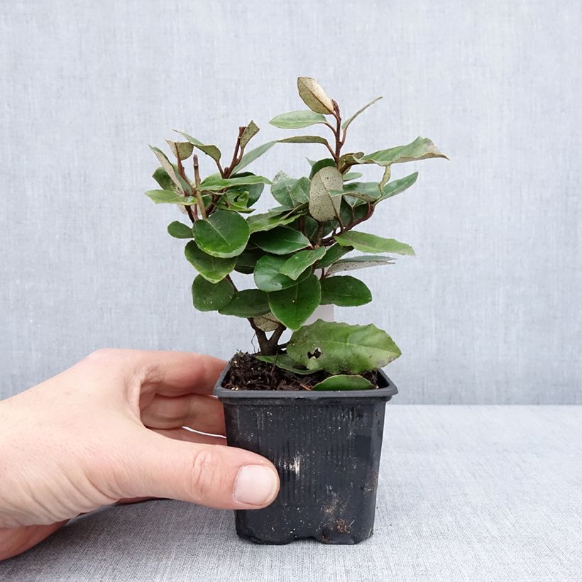 Amostra de Elaeagnus ebbingei - Chalef de Ebbing Vaso de 8/9 cm tal como entregue no inverno