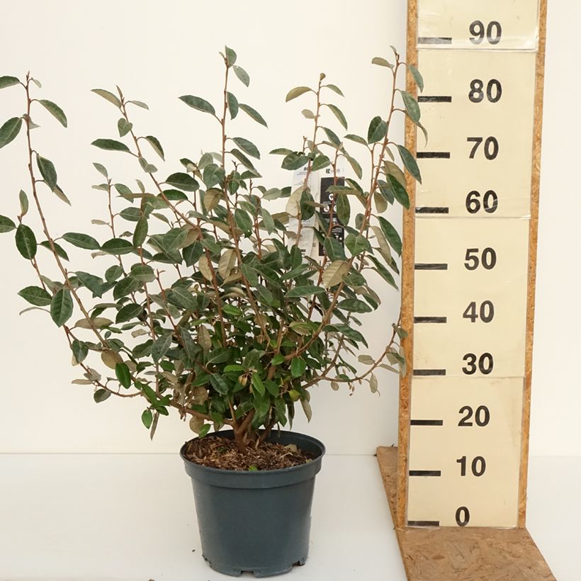 Amostra de Elaeagnus ebbingei Vaso de 7,5 L/10 L tal como entregue no outono