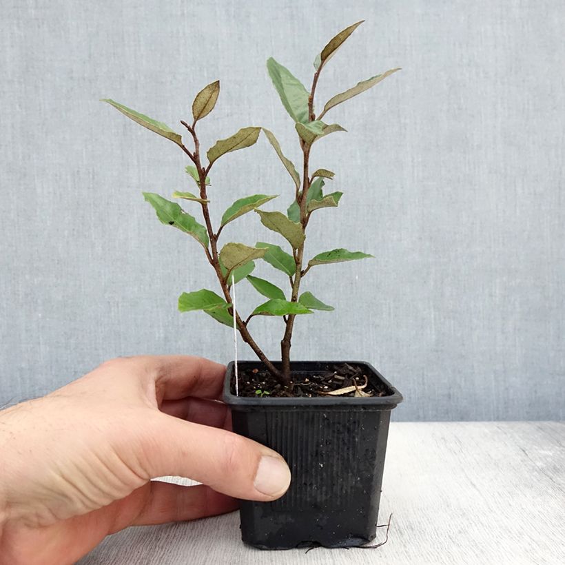 Amostra de Elaeagnus ebbingei Vaso de 8/9 cm tal como entregue no outono
