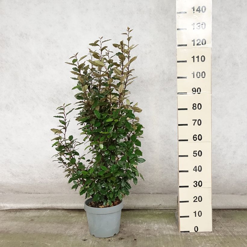 Amostra de Elaeagnus ebbingei Compacta Vaso de 7,5 L/10 L tal como entregue no verão
