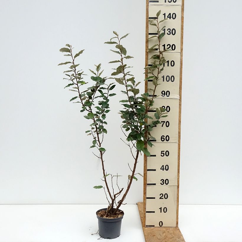Amostra de Elaeagnus ebbingei Compacta Vaso de 2 L/3 L tal como entregue no outono