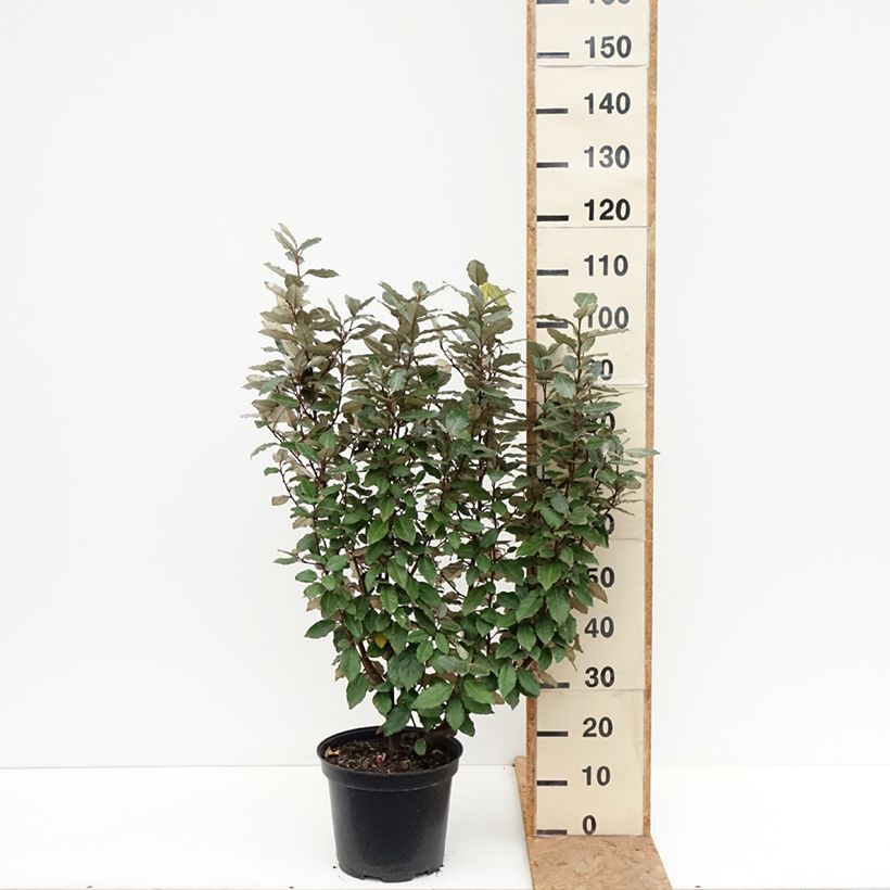 Amostra de Elaeagnus ebbingei Compacta Vaso de 7,5 L/10 L tal como entregue no outono