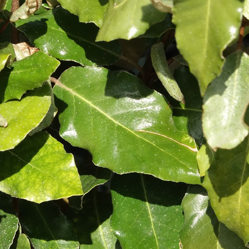 Elaeagnus ebbingei Crispy (Folhagem)