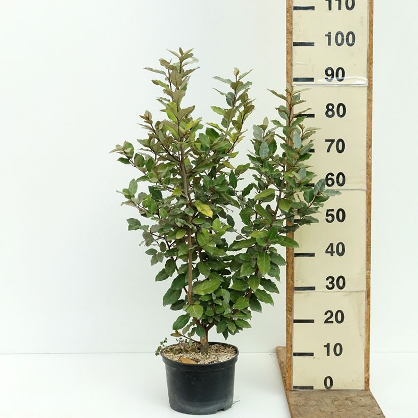 Amostra de Elaeagnus ebbingei Crispy Vaso de 4 L/5 L tal como entregue no verão